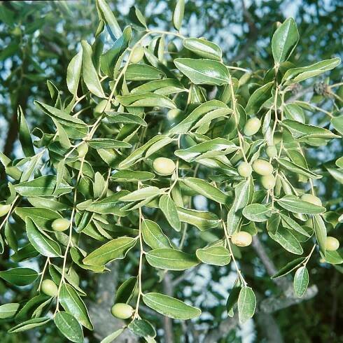 Ziziphus jujuba ´Mela´ , Jujuba , Cicimek , Čínská datle, K26