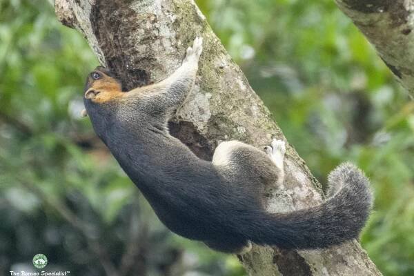 Sabah Borneo Nature Safari Tour Experience