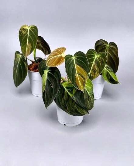 Philodendron melanochrysum variegata "3-4 Blätter"