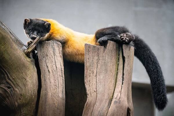 Charza žlutohrdlá – Zoopark Chomutov