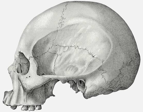 Dayak Skull from Borneo