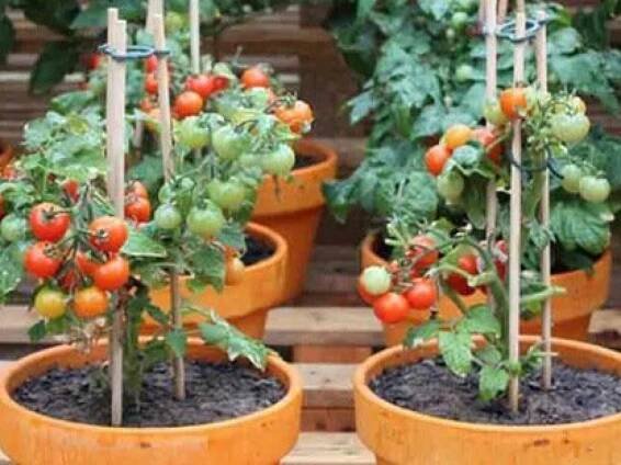 Cultivar tomate verde Physalis philadelphica en casa