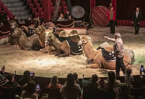Nejnovější show Cirkusu Humberto v Mladé Boleslavi - Obrázek 10