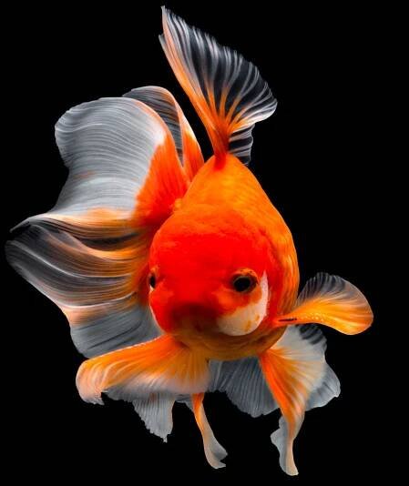 Association Française du Poisson Rouge