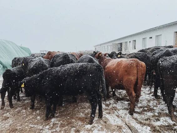 Zimní romantika na farmě: počítání oveček a tak trochu jiná vyjížďka na bobech