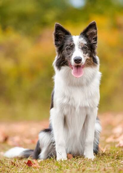O'my! Border Collies - Moxie