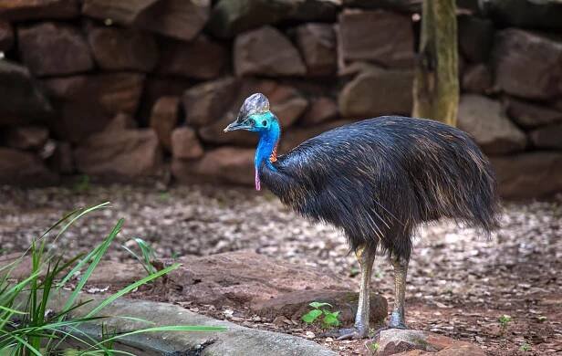 There are three species of cassowary, and they are native to parts of northern Queensland, Australia, and New Guinea. 