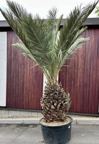 Phoenix dactylifera, cca 300 cm