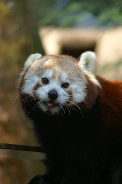 bezplatná Základová fotografie zdarma na téma @ venku, ailurus fulgens, Asie Základová fotografie