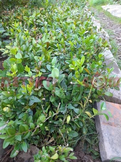 Buxus zelený