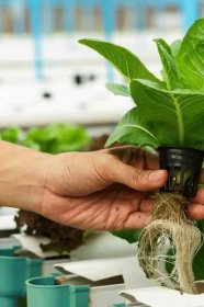 How to Fix Root Rot in Hydroponics - 6 Steps to Success