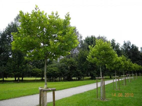 Platan javorolistý ´ALPHENS GLOBE´ na kmínku 180 cm, kont. 20 l | Lumigreen.cz