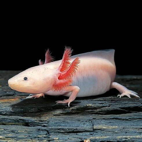 Axolotl mexický