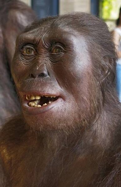 Lucy, Australopithecus afarensis