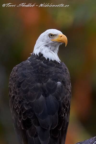 Bald Eagle in Fall Watercolors
