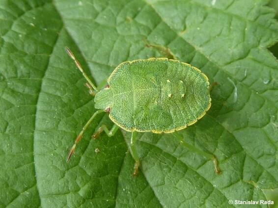 Palomena prasina - kněžice trávozelená | Pentatomidae - kněžicovití | Natura Bohemica