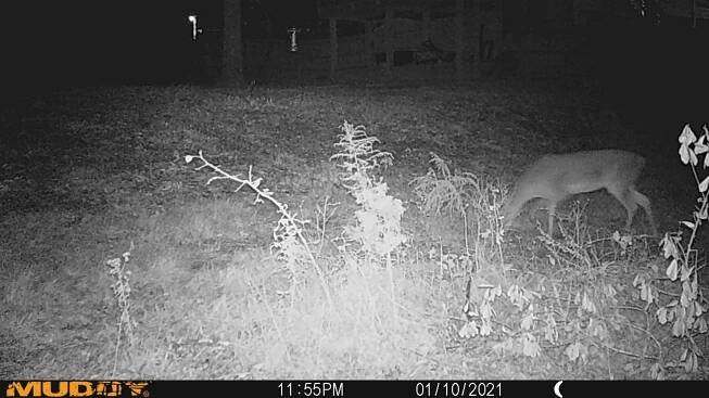 » Deer