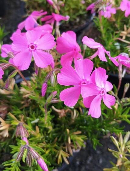 Phlox subulata 'Mc Daniel's Cushion'
