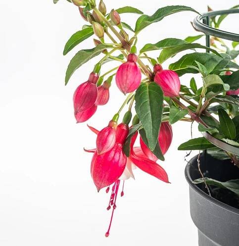 Fuchsie převislá, dvoubarevná, květináč 11 cm skladem | ZAZUMi.cz