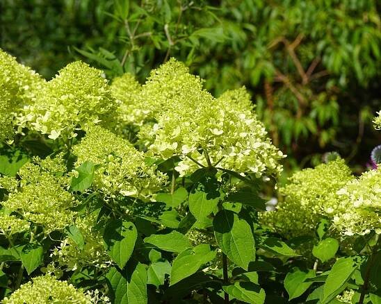 Lime-green flowering Hortensia (Hydrangea paniculata limelight).