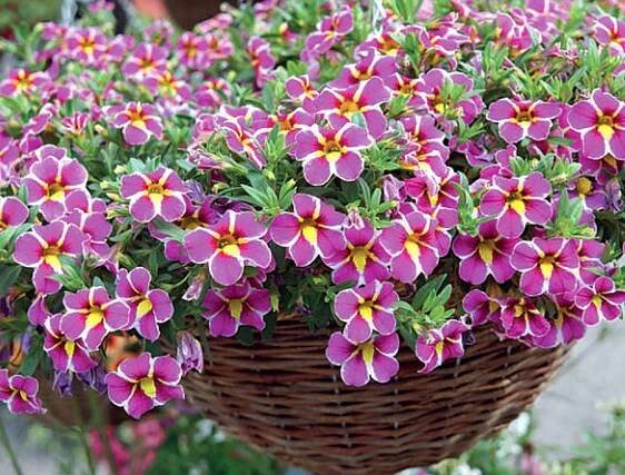 Calibrachoa