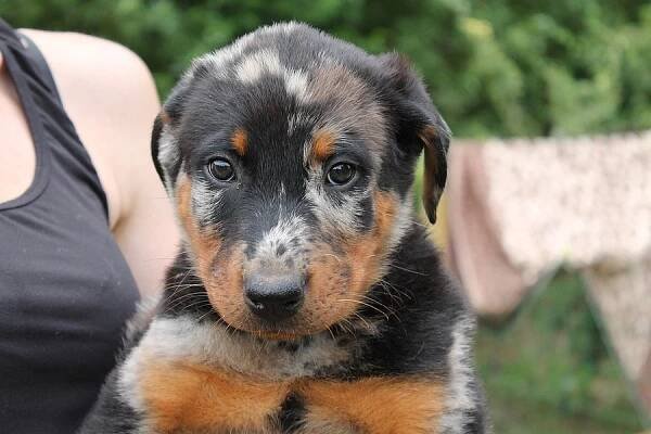 Beauceron s PP-již k odběru - Celá ČR, Prodám