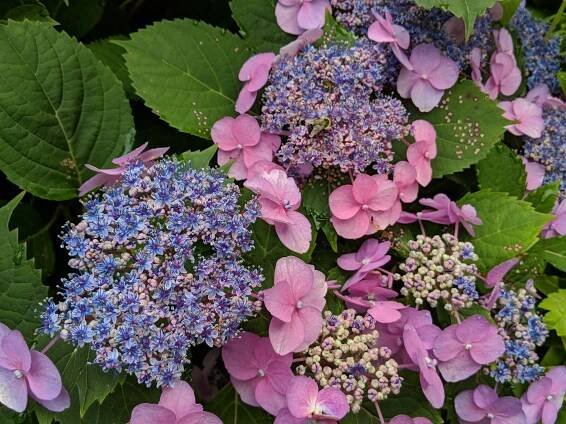Hydrangea serrata 'Tiny Tuff Stuff'