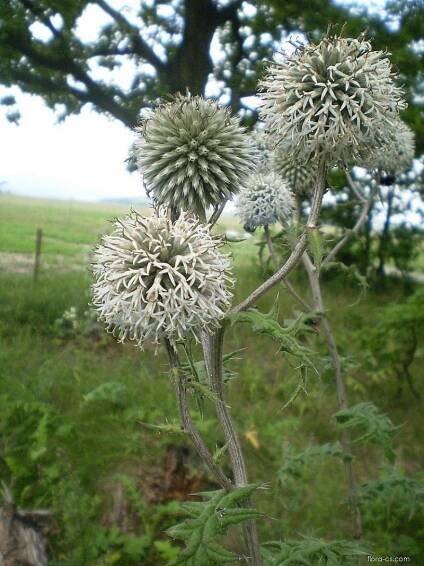 Bělotrn kulatohlavý (Echinops sphaerocephalus)