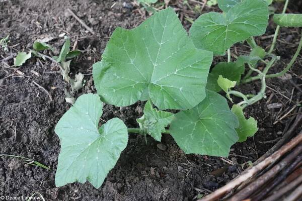 fotografie Cucurbita moschata (tykev pižmová)