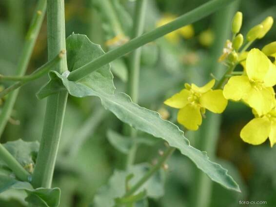 Brukev řepka (Brassica napus), lodyhy, stonky