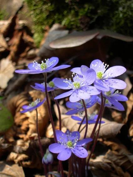 Soubor:Hepatica nobilis flowers.JPG