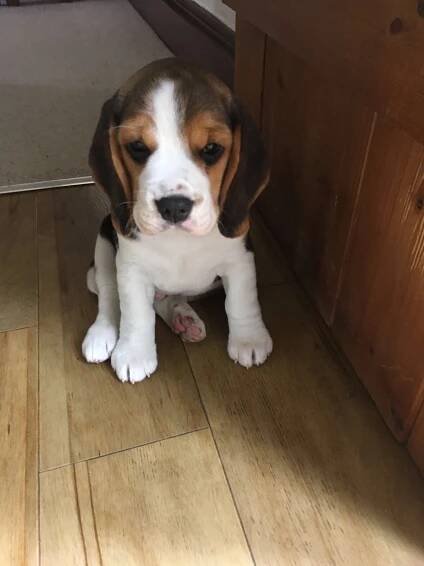Introducing... Rufus - Taylors Corn Stores