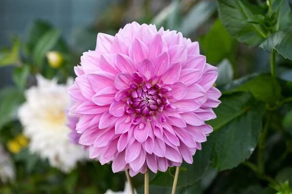 Jiřina hlíza, Dahlia Lavender Perfection, růžová, na prodej | ZAZUMi.cz