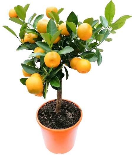 Grow by OBI Citrus mix na kmínku, pr. 15 x 40 cm nakoupit u OBI
