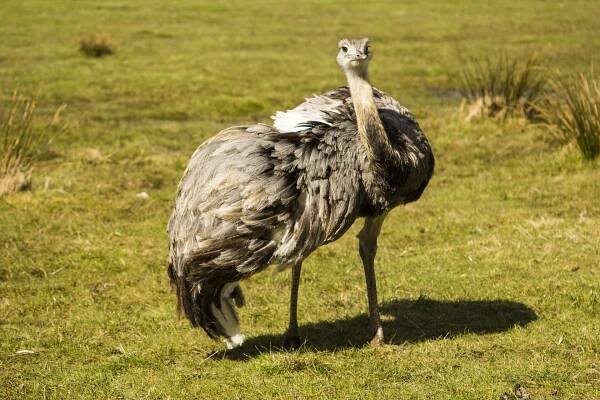 Nandu  