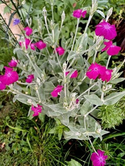 Kohoutek věncový - Lychnis coronaria