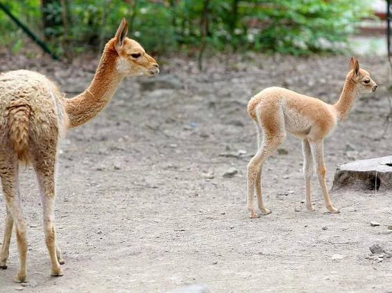 Unikátní odchov: v brněnské zoo se narodila lama vikuňa