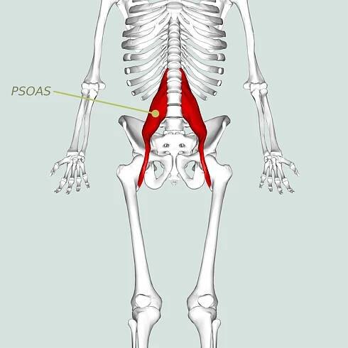 The PSOAS muscle the ‘hidden prankster’