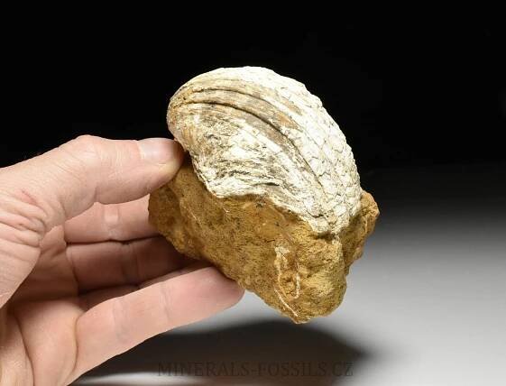 fosilní srdcovka - Lymnocardium sp. | minerals-fossils.cz