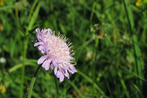 Chrastavec rolní (Knautia arvensis)