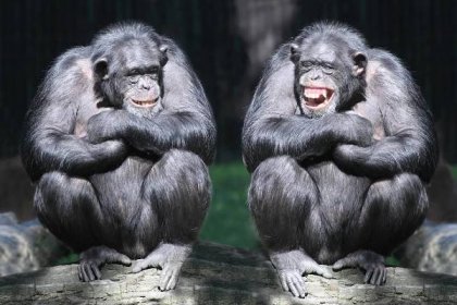 Chimp study shows how hanging out with friends makes life less stressful