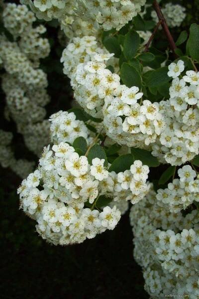 Tavolník popelavý Grefsheim (Spiraea x cinerea)
