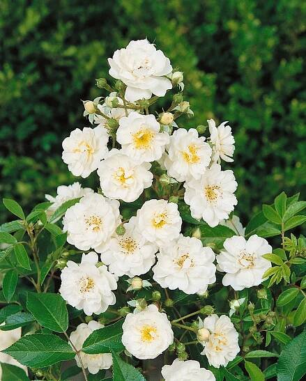 Rosa 'Guirlande d´Amour'®-stromková, převislá - Obrázek 2