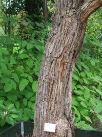 Soubor:Bark Agonis flexuosa.JPG – Wikipedie
