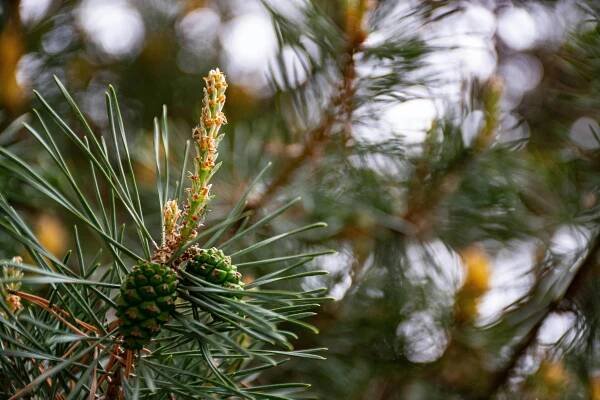 Základová fotografie na téma abstraktní, aromatický, barva, borové jehly, borové listy, borovice, botanický, bujný, čáry