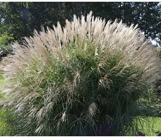 Miscanthus federweisser