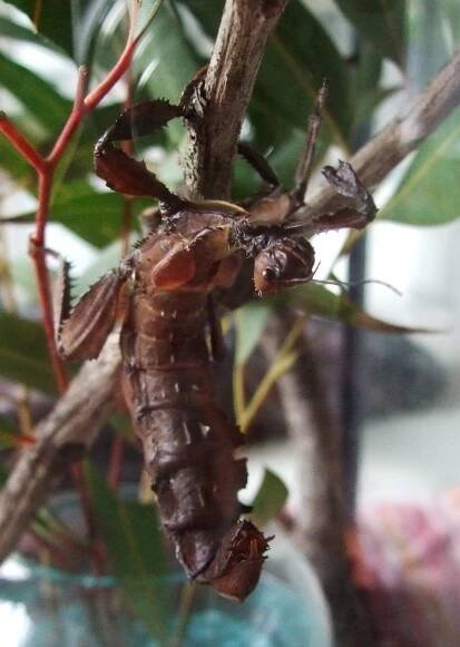 Keeping Spiny Leaf Insects as Pets: Phasmid Facts and How to Care for These Kid-Friendly Bugs.