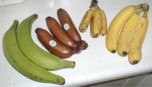 Plantain – Wikipedie