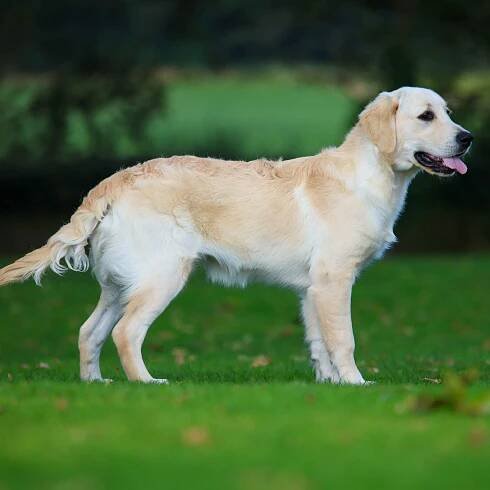 Alfie Dogs for Sale