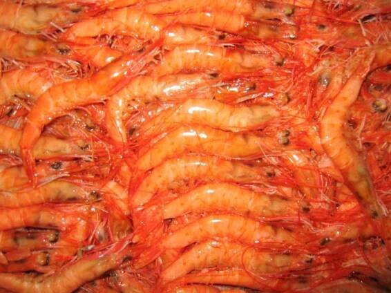 Marisco archivos - Bilbofres, pescados frescos y congelados